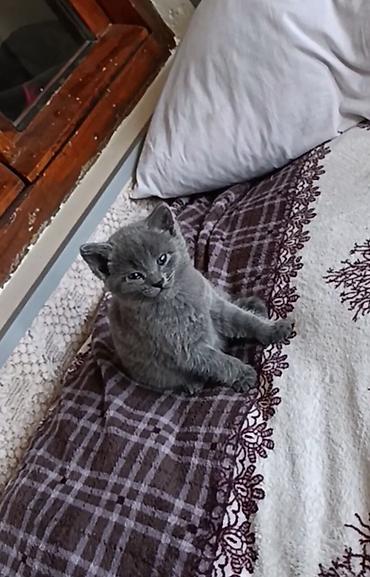 Pişiklər: Rus mavi, Dişi — 9