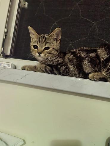 qarğa balası satılır: Şinşilla, Erkək, Ödənişli çatdırılma, Pulsuz çatdırılma, Ünvandan götürmə — 1