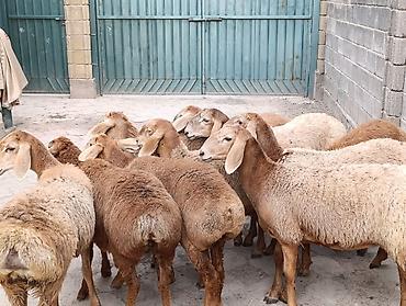 ак коён: Сатам | Козу | Арашан | Көбөйтүү үчүн | Токту — 7