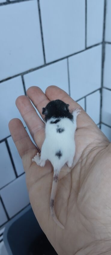 Крысы: Продам маленьких крысят Дамбо ручные декоративные симпатичные