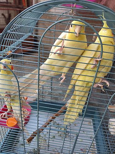 Tutuquşları: Ayaqlari üzüklü Əl quşlari ağlar45-50 Azn Bozlar 35 Azn vitaminli — 14