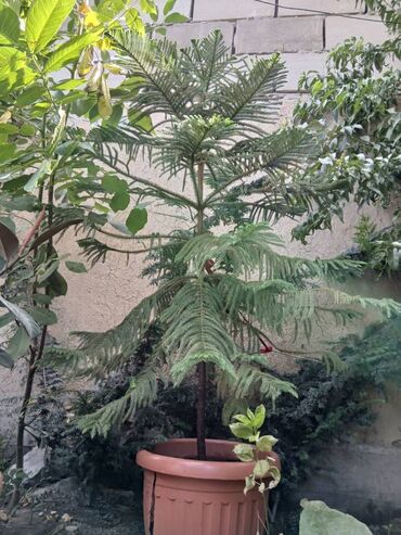 аквариум для дома: Находится в Бишкеке растений в декоративных горшках В комплекте