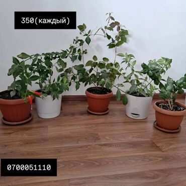 куплю цветы домашние: Пять комнатных растений в горшках, предназначенных для выращивания в