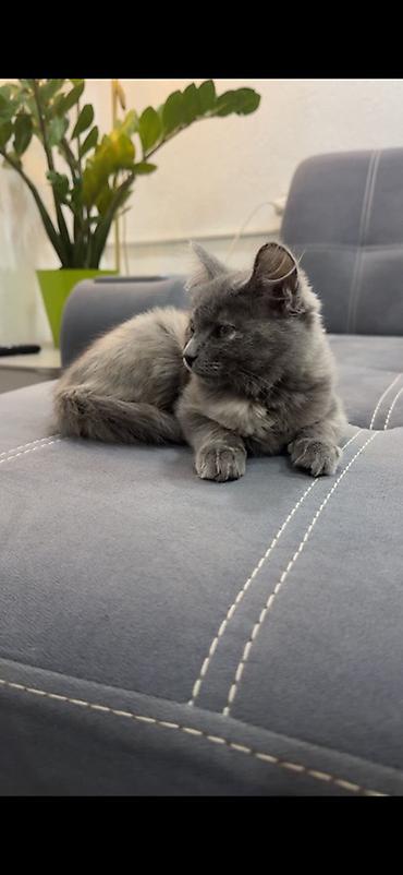 кошка британская длинношерстная: Отдам котенка в добрые руки бесплатно, приучен у лотку, кушает все — 2