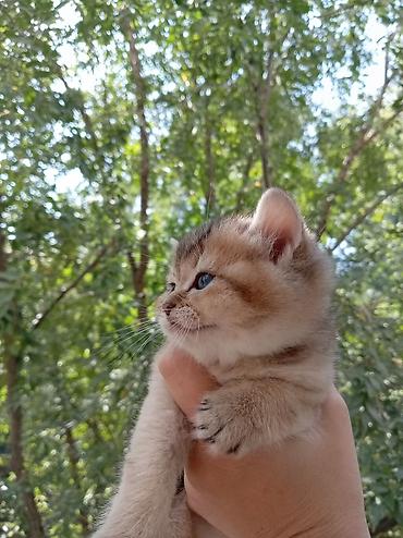 котята сибирской кошки купить: 💛 Золотые шотландские котята ищут любящие семьи 💛 Предлагаются к — 2