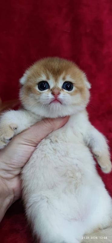 Продажа кошек: Скотиш Фолд (Шотландская вислоухая), 2 месяца, Мальчик, Золотая шиншилла — 12