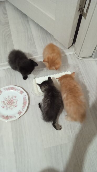 отдам кошечку в добрые руки: Мальчик