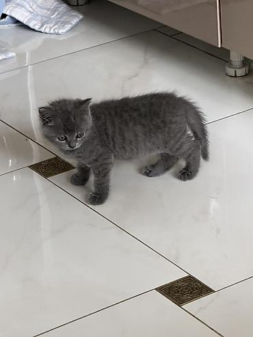 Скотиш Страйт (Шотландская прямоухая), 2 месяца, Мальчик, Серый, Приучена к лотку