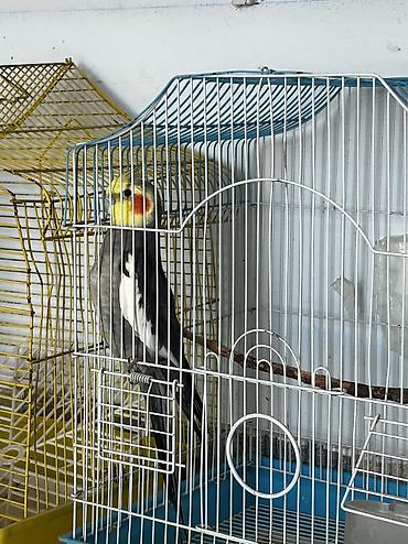 tutuquşu satışı az: 3 dene Korelladı Tecili satılır yazn Ucuza Razılaşaq hamsı biryerde — 3