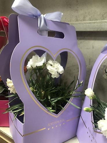 Подарочная упаковка: Подарочные композиции в коробке-сумке - Живые комнатные — 5