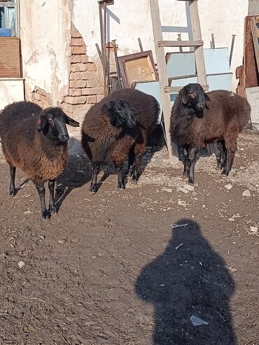 Бараны, овцы: Продаю | Овца (самка), Баран (самец) | Гиссарская | Для разведения | Осеменитель, Матка — 10