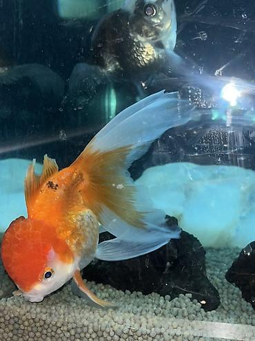 akvarium balıq novləri: Oranda, Sülhsevər — 3