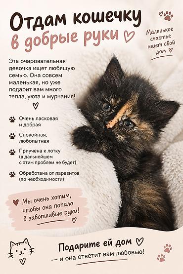 Кошка даром: Беспородная, 1 месяц, Девочка, Приучена к лотку