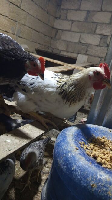 Mal-qara: Məhsul: Ev təsərrüfatı üçün yumurta məqsədli toyuqlar Təsvir: -