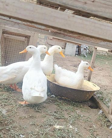 Kənd təsərrüfatı quşları: Ağ rəngli ördəklər - Cins: ağ, qısa gaga və narıncı pəncələr, sakit — 1