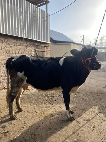 Коровы, быки: Продаю | Корова (самка) | Голштин | Для молока | Стельные — 2