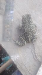 шпиц цена в баку: Qurbaga