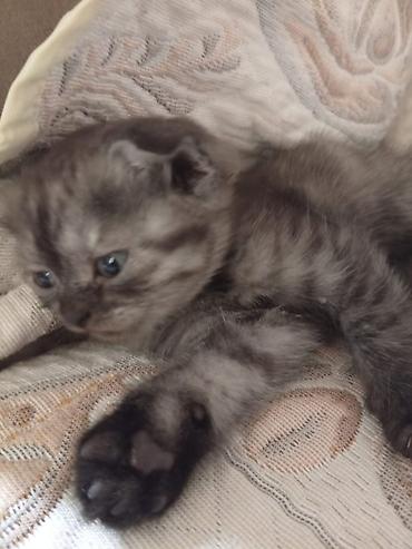 Кошки: Шотландская вислоухая, Самец, В добрые руки, Самовывоз — 3