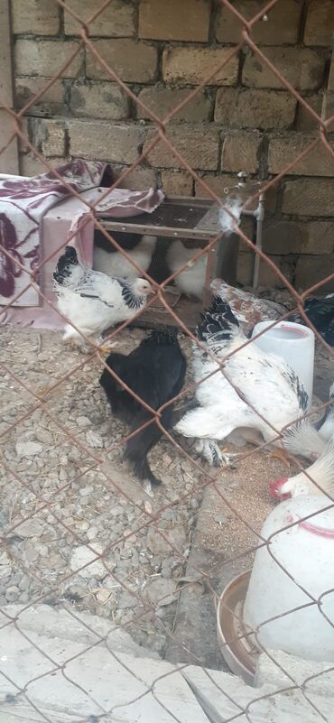 Toyuqlar: Cins toyoqlarin yumurtasi satlir təmiz qandr - Rənglər: ağ-qara — 9