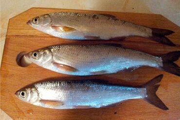 gunex cayi v Azərbaycan | Arıqlamaq üçün vasitələr: Üçtepede Teze şamayka balığı satılır kür çayının balığıdır