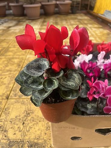 Каланхоэ: Комнатные цветы в горшках — готовые к украшению дома или офиса — 2