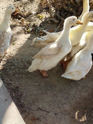 Digər quşlar: Sadəcə ağlar ördəkkər satılır 6 aylıqdır — 4