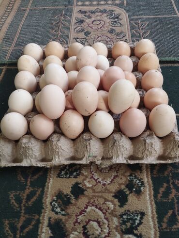 карлик парода курица: Адлер, Адлерская, Адлерский яйцо жумуртка яйца таза