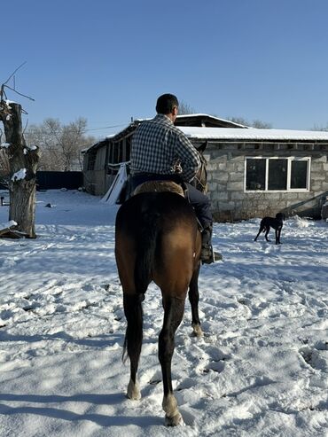 Лошади, кони: Продаю | Конь (самец) | Рабочий — 14