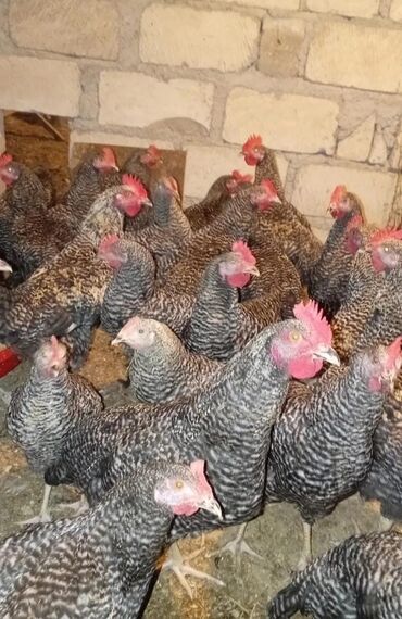 котят в добрые руки: Xarkov colpalarimiz var kim isdese buyurub zakaz vere biler butun