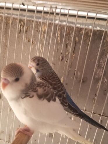 Tutuquşları: Biri 9 manat Rengbereng papuqaylar — 10