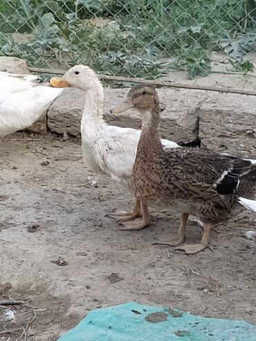 Digər quşlar: Qışqıran ördəklərdir✅️ Kəkilli var✅️ Bəzəkli var✅️ Sadəsi var✅️ Qara -da lalafo.az — 4 Digər quşlar: Qışqıran ördəklərdir✅️ Kəkilli var✅️ Bəzəkli var✅️ Sadəsi var✅️ Qara — 4