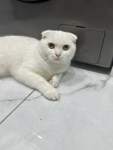 Грызуны: Шотладская вислоухая, В добрые руки