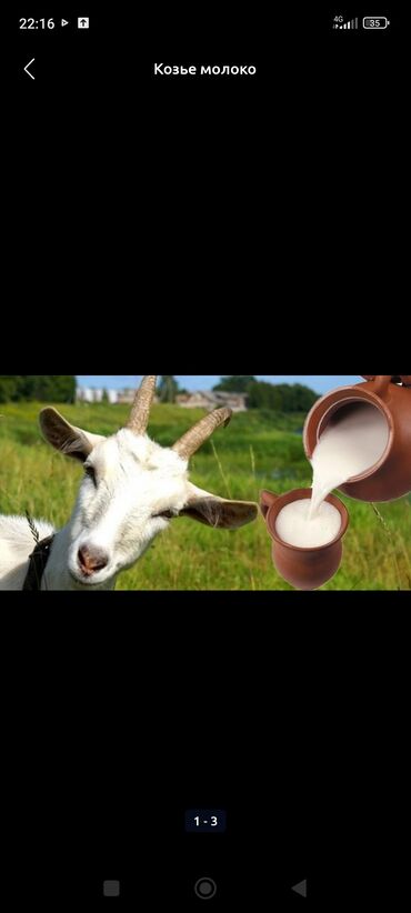 сухое молоко для животных: Продаю | Коза (самка) | Для молока | Племенные