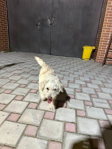 İtlər: Poodle ve Jack Russell Terrier qarisigi olan ağ rəngli, xırda-orta — 1