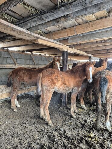 Лошади, кони: Продаю | Жеребенок | Для разведения | Племенные — 4