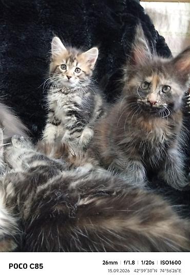слив казанской пантеры: Мейн-Куны 🥰🥰🥰. Продаются котята Рысята ♥️ Чистокровные, Шикарные — 7