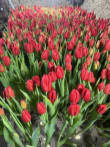 Теплицы: 🌷 Тюльпаны на продажу! Свежие, качественные, выращиваем сами. С — 1