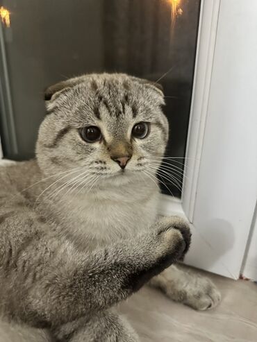 животные отдам в добрые руки: Шотладская вислоухая, Самец, Для вязки