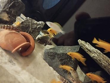 Balıqlar: Cixlid balığı -da lalafo.az — 15 Balıqlar: Cixlid balığı — 15