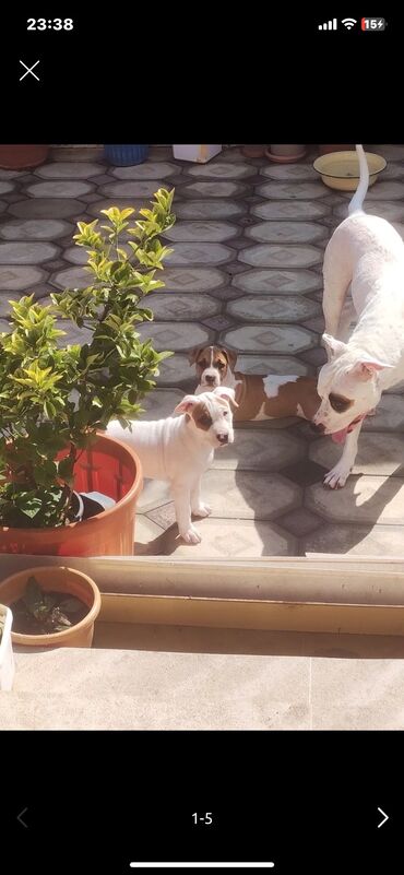 pitbul satilir: Pitbul, 2 ay, Dişi, Ünvandan götürmə