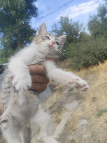 кот отдам даром: Котенок 2 месяца, отдам даром