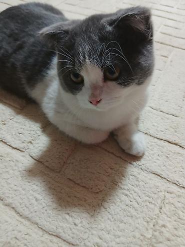 Кошки: Шотландская вислоухая кошка (Scottish Fold), окрас биколор — 2