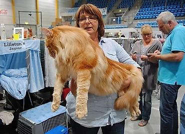 черный мейн кун: 🐾 Продаются котята мейн-кун — мальчики с характером В помёте всего 3 — 8