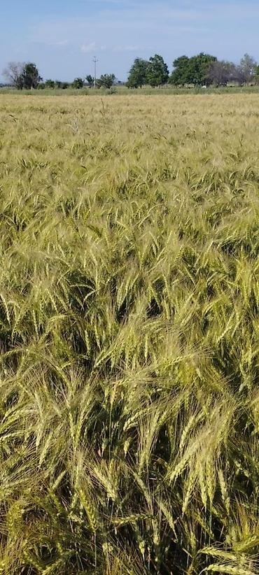 Куплю земельный участок: Продаётся хорошая поливная земля в городе карабалта возле — 10