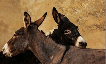 broiler yumurta satışı: Eşşəy südü satılır Bakıdadır mindir dərdin dərmanıdır göy öskürək