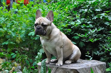 Вязка собак: Французский бульдог для вязки. Выставочный мальчик, привозной, даёт — 7