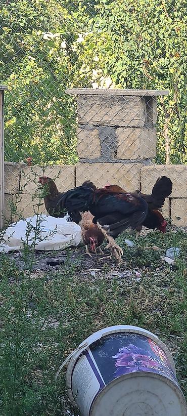 toyug xoruz: Evala salam alekum heyvan 11 aylig di prob olnuf eyagi ve — 5