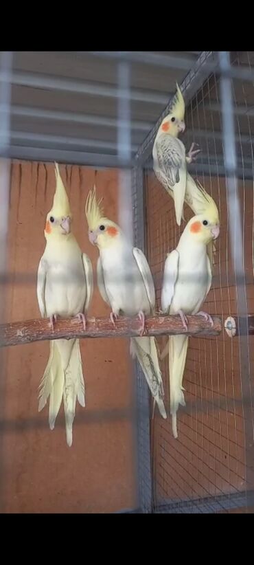 домашние попугаи корелла: Попугаи Кореллы готовые взрослые пары!
