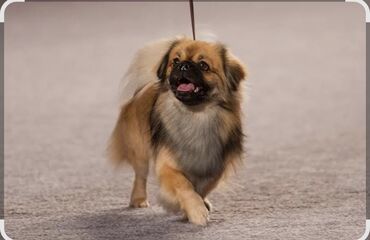 İtlər: Pekines, 7 ay, Erkek, Peyvəndli, Pulsuz çatdırılma