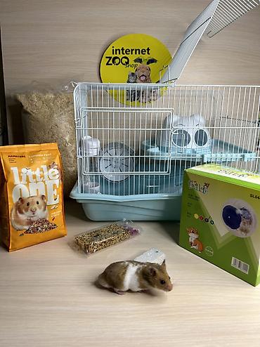 Хомяки: Продаются хомячки ручные. В нашем питомнике вы можете приобрести — 25